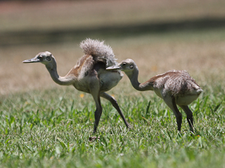 Baby Greater Rheas at Don Luis